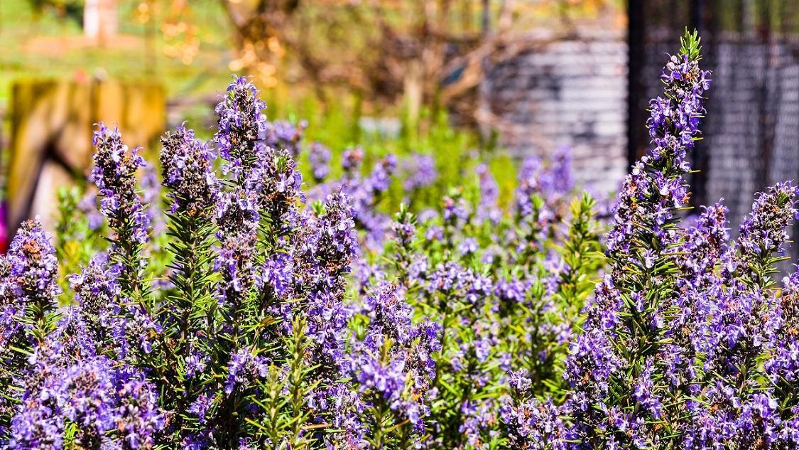 Hillview Farmstay Gundagai Exterior foto