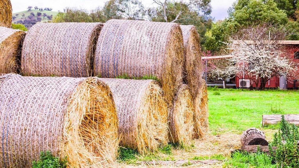 Hillview Farmstay Gundagai Exterior foto